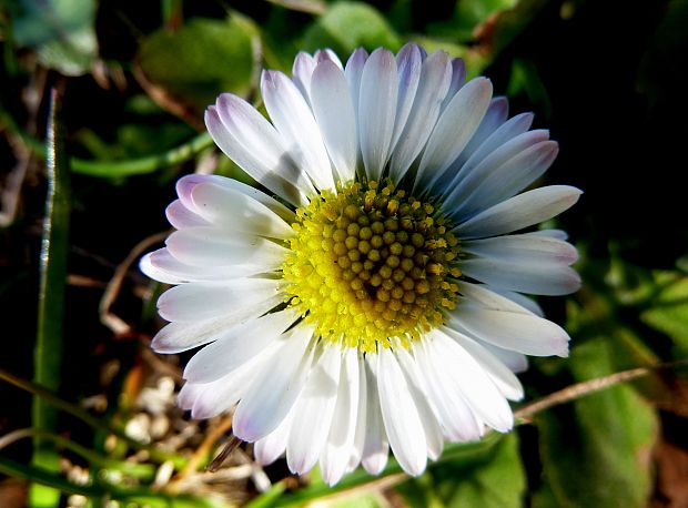 sedmokráska obyčajná Bellis perennis L.