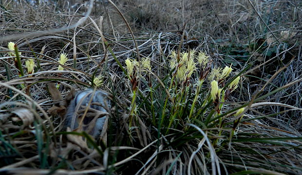 ostrica nízka Carex humilis Leyss.