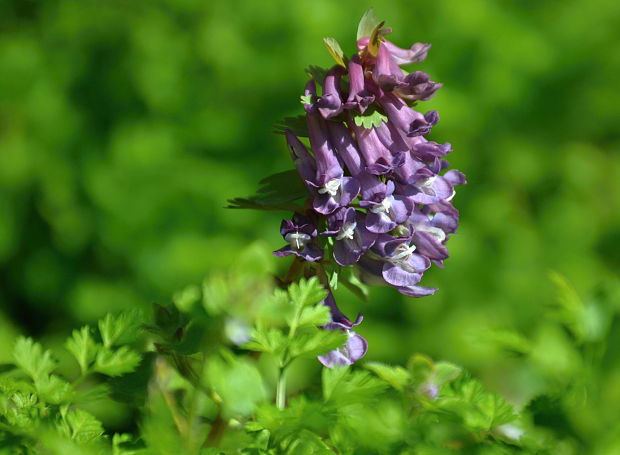 chochlačka plná  Corydalis solida (L.) Clairv.