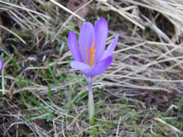 šafran jarný Crocus vernus