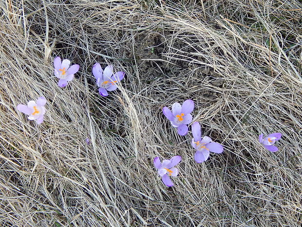 šafran jarný Crocus vernus