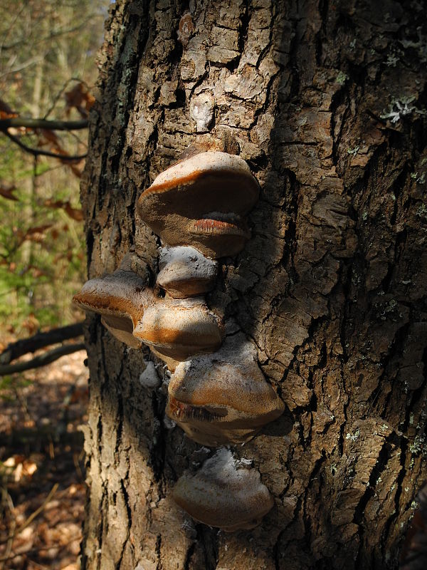 ohňovec mohutný Fomitiporia robusta (P. Karst.) Fiasson & Niemelä