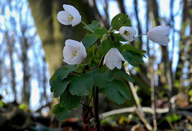 veterník žltuškovitý Isopyrum thalictroides L.