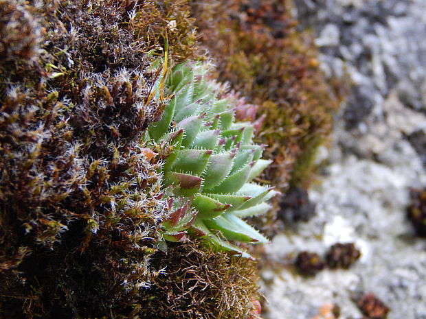 skalničník guľkovitý srstnatý Jovibarba globifera subsp. hirta (L.) J. Parn.