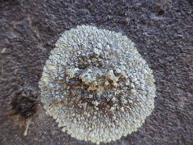 lekanora muralis Lecanora sp.