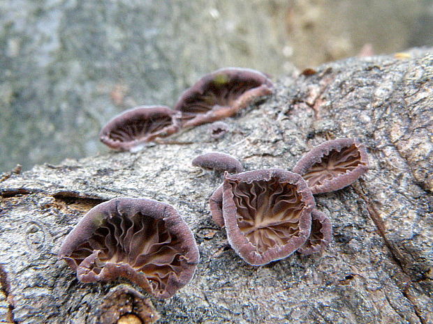 pňovka fialovohnedá Panellus violaceofulvus (Batsch) Singer