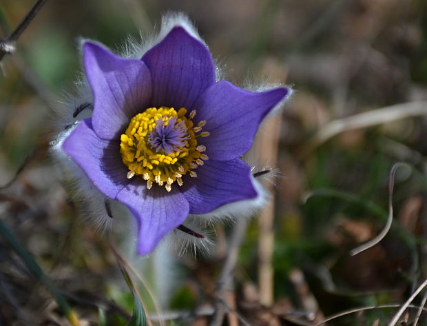 poniklec veľkokvetý Pulsatilla grandis Wender.