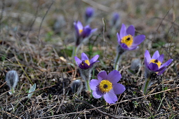 poniklec veľkokvetý Pulsatilla grandis Wender.