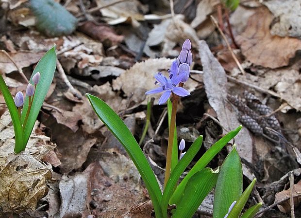 scila severná bukovská Scilla drunensis subsp. buekkensis (Speta) Kereszty