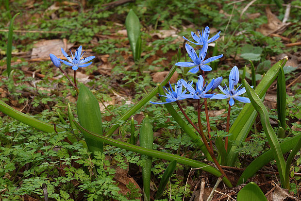 scila severná Scilla drunensis (Speta) Speta