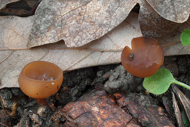 hľuznatka  Sclerotinia ficariae Rehm