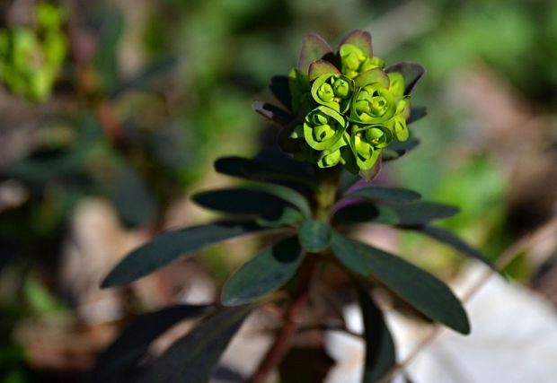 mliečnik mandľolistý Tithymalus amygdaloides (L.) Hill