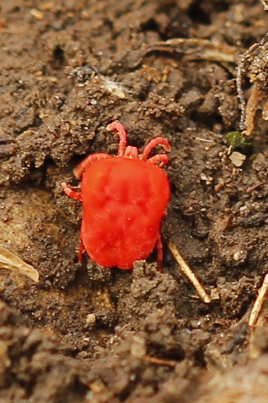 roztočnik červený Trombidium holosericeum