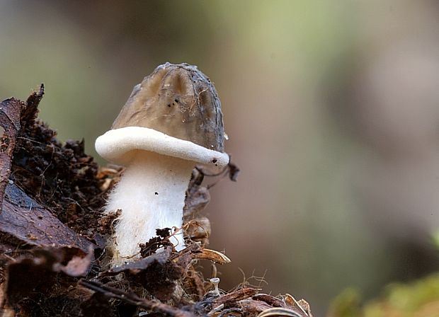 smrčkovec český Verpa bohemica (Krombh.) J. Schröt.