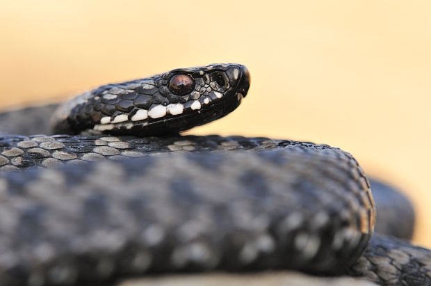 vretenica severná Vipera berus