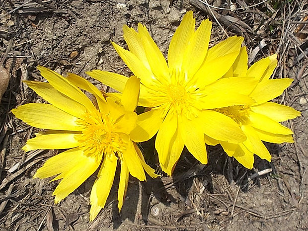 hlaváčik jarný Adonis vernalis L.