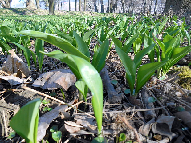 cesnak medvedí Allium ursinum L.