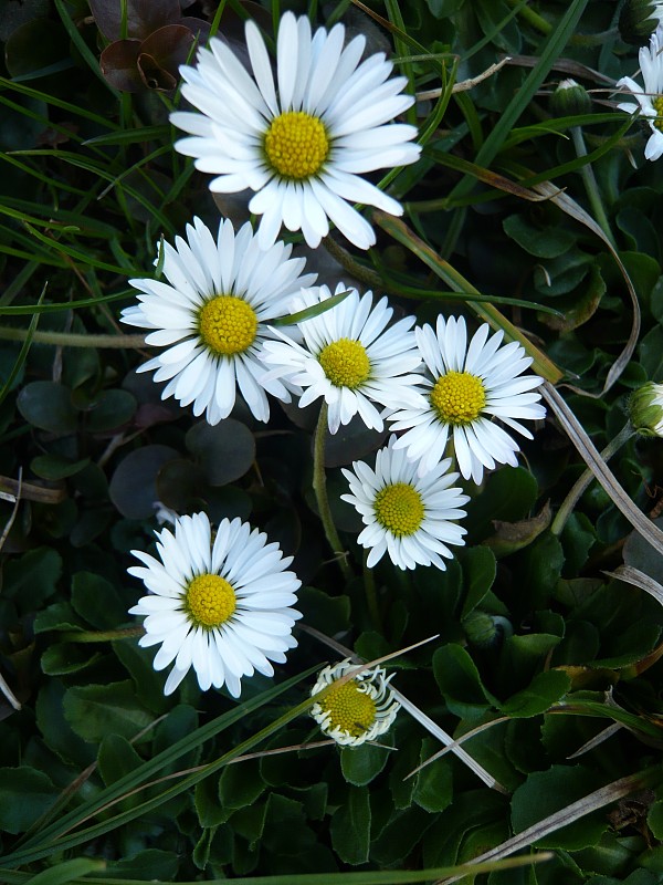 sedmokráska obyčajná Bellis perennis L.