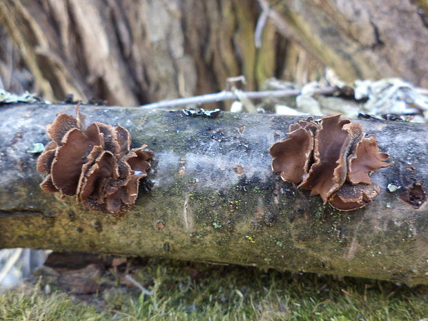 dutinovka otrubnatá Encoelia furfuracea (Roth) P. Karst.