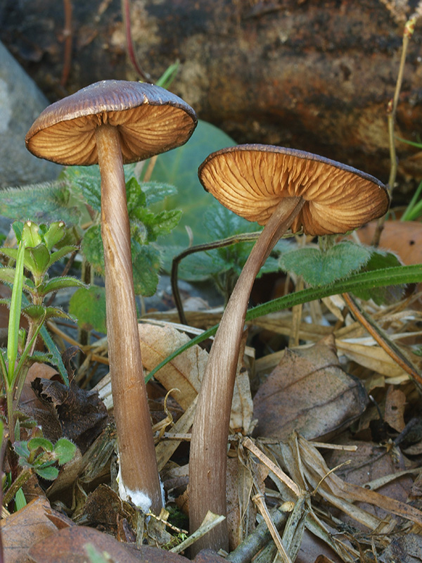 hodvábnica väčšia Entoloma hirtipes (Schumach.) M.M. Moser