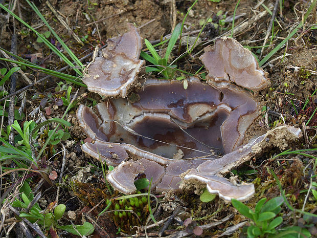 hrobnička Geopora sp.