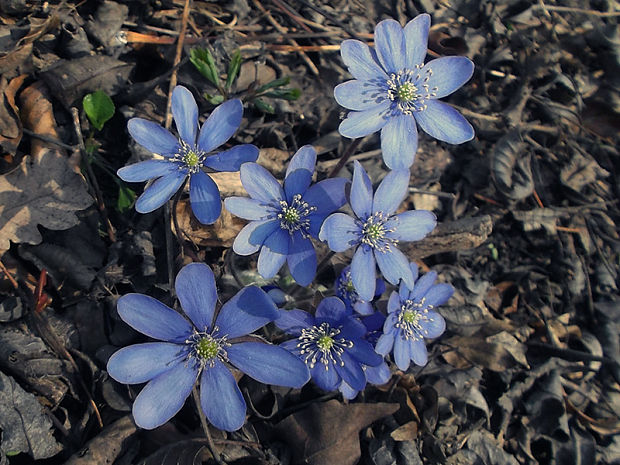 pečeňovník trojlaločný Hepatica nobilis Schreb.