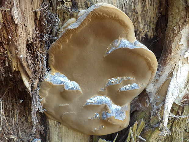 ohňovec obyčajný Phellinus igniarius (L.) Quél.