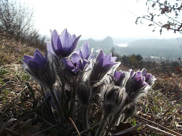 poniklec veľkokvetý Pulsatilla grandis Wender.