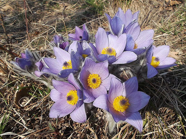 poniklec veľkokvetý Pulsatilla grandis Wender.