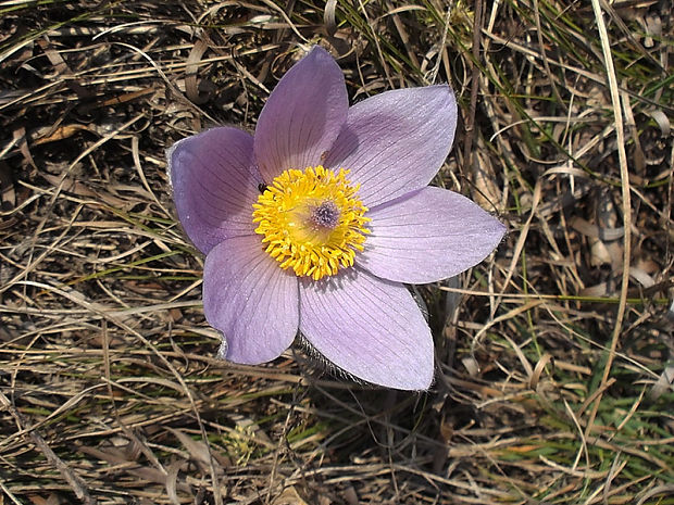 poniklec veľkokvetý Pulsatilla grandis Wender.