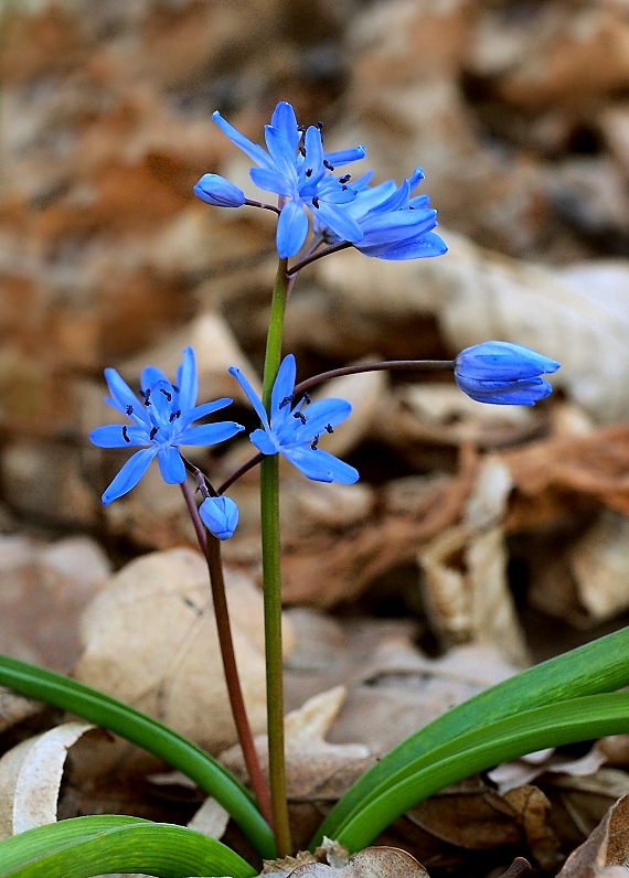 scila dvojlistá Scilla bifolia agg. L.