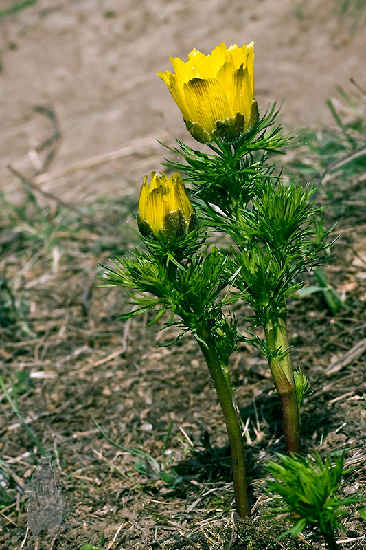 hlaváčik jarný Adonis vernalis L.