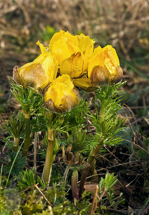 hlaváčik jarný Adonis vernalis L.