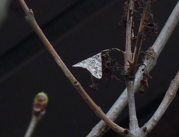 piadivka osiková Agriopis leucophaearia