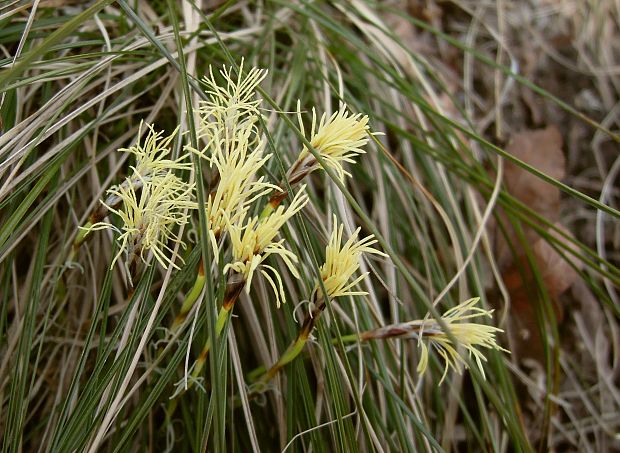 ostrica nízka Carex humilis Leyss.