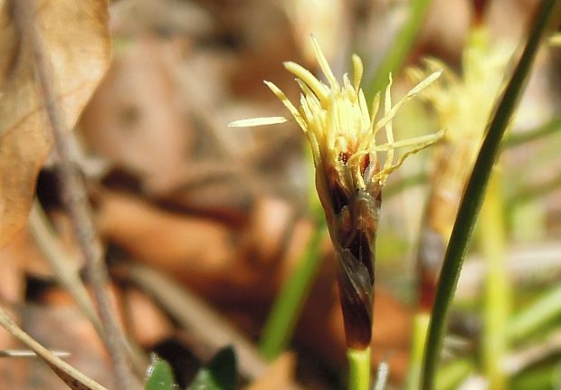 ostrica nízka Carex humilis Leyss.