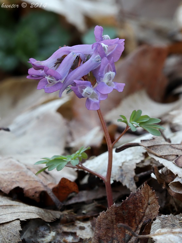 chochlačka plna Corydalis cava (L.) Schweigg. et Körte