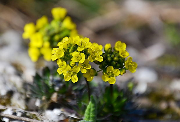 chudôbka drsnoplodá pravá Draba lasiocarpa subsp. lasiocarpa