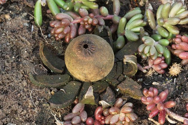 hviezdovka Pouzarova Geastrum pouzarii V.J. Staněk