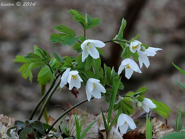 veterník žltuškovitý Isopyrum thalictroides L.