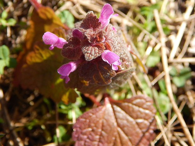 hluchavka purpurová Lamium purpureum L.