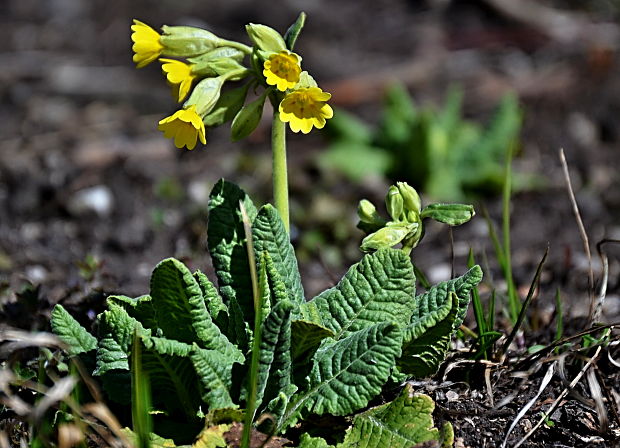 prvosienka jarná Primula veris L.