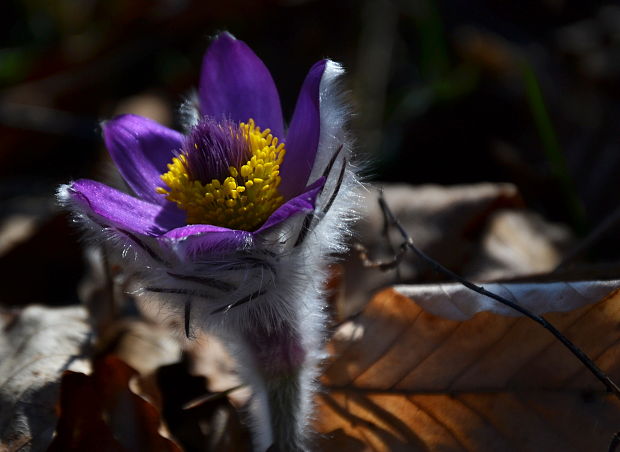 poniklec veľkokvetý Pulsatilla grandis Wender.