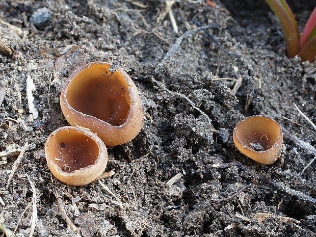 hľuznatka  Sclerotinia ficariae Rehm