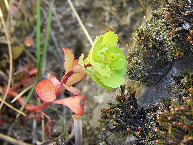 mliečnik kolovratcový Tithymalus helioscopia (L.) Scop.