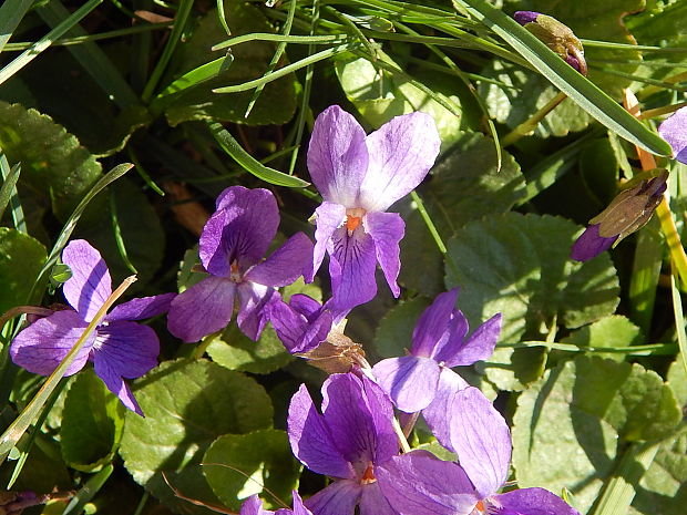 fialka voňavá Viola odorata L.