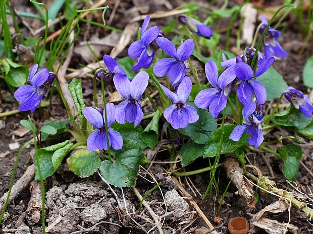 fialka lesná Viola reichenbachiana Jord. ex Boreau