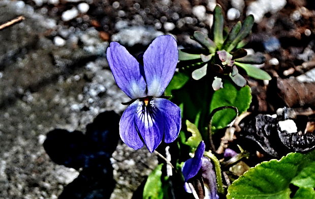 fialka Viola sp.