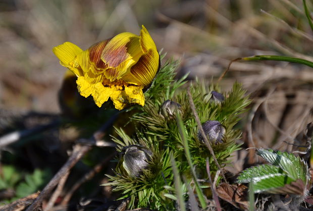 hlaváčik jarný Adonis vernalis L.