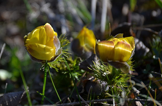 hlaváčik jarný Adonis vernalis L.